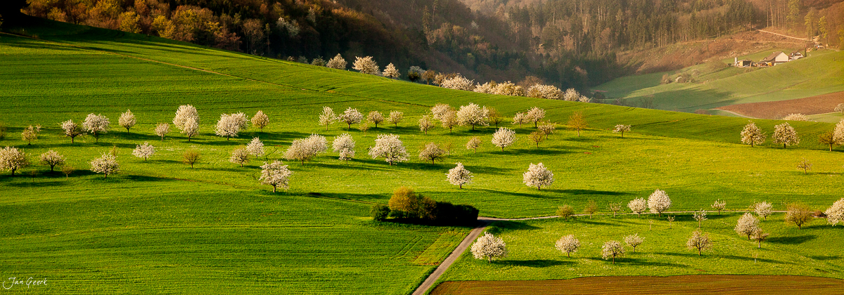 Kirschblüte Maisprach Frühling Baselbiet Kulturlandschaft Schweiz Jan Geerk Fotograf Basel