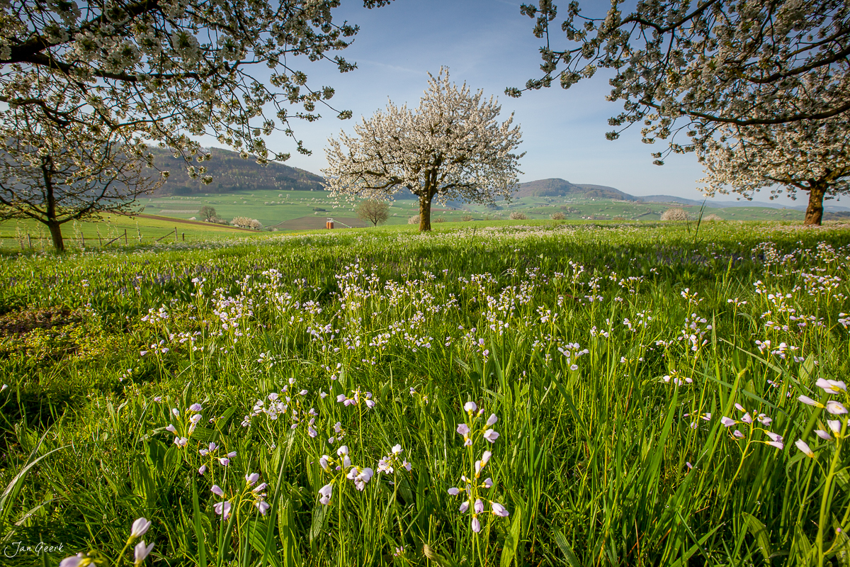 Kirschblüte und Blütenwiese in Maisprach während des Frühlings im Baselbiet Schweiz – Jan Geerk Fotograf Basel