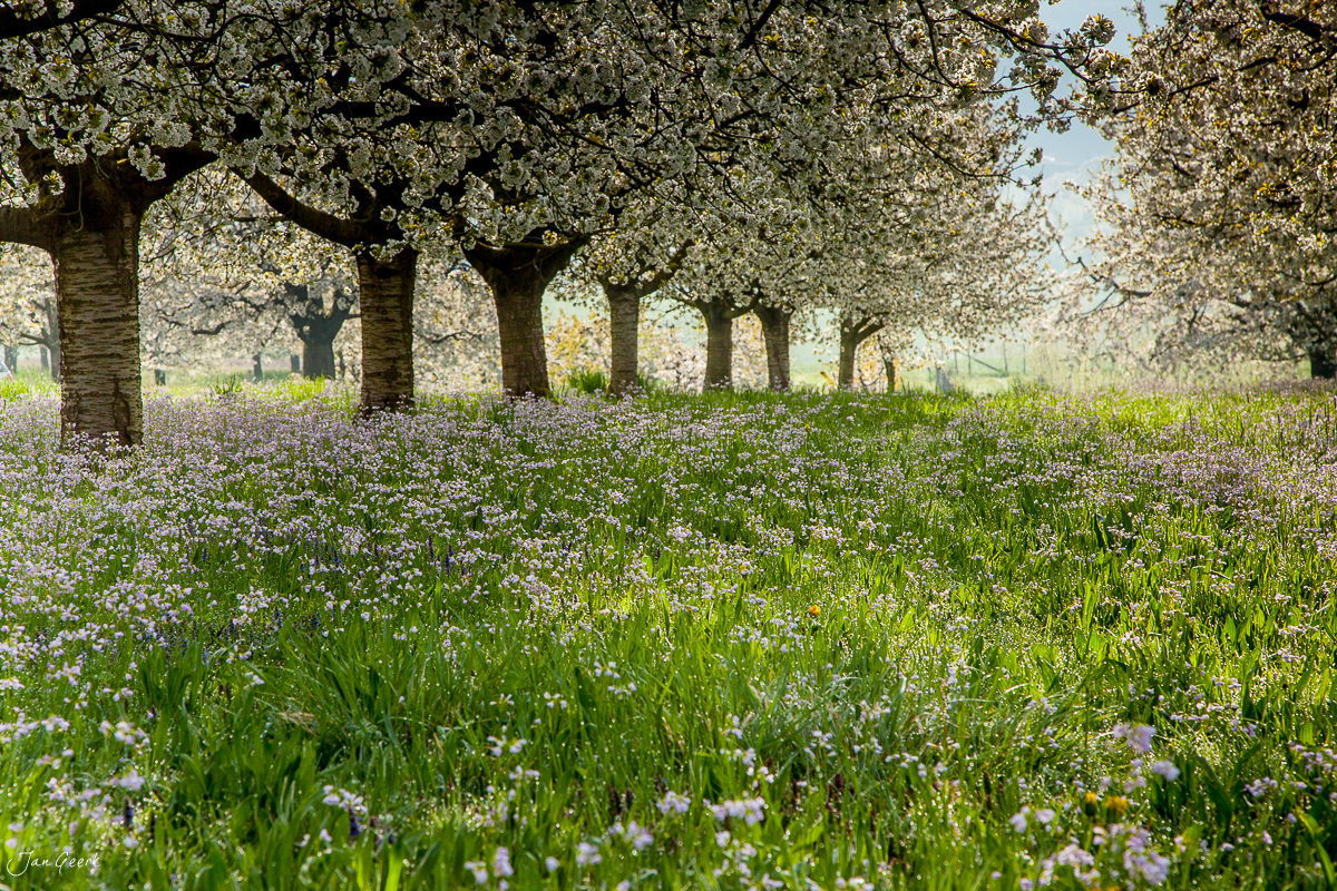 Kirschblütenbäume in voller Blüte über blühendem Bluescht-Wiesen im Frühling in Maisprach, Baselbiet, Schweiz – Jan Geerk Fotograf Basel