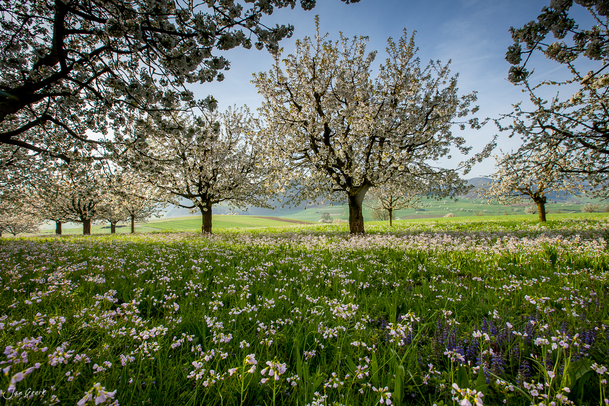 Kirschblüte und Blütenwiese in Maisprach während Frühling in der Nordwestschweiz – Jan Geerk Fotograf Basel