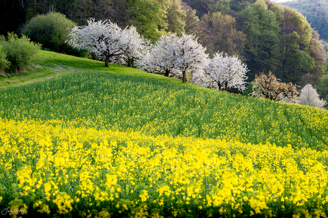 Gelbe Blütenfelder mit blühenden Kirschbäumen in Möhlin, Baselbiet, Frühlingsstimmung, Schweiz – Jan Geerk Fotograf Basel