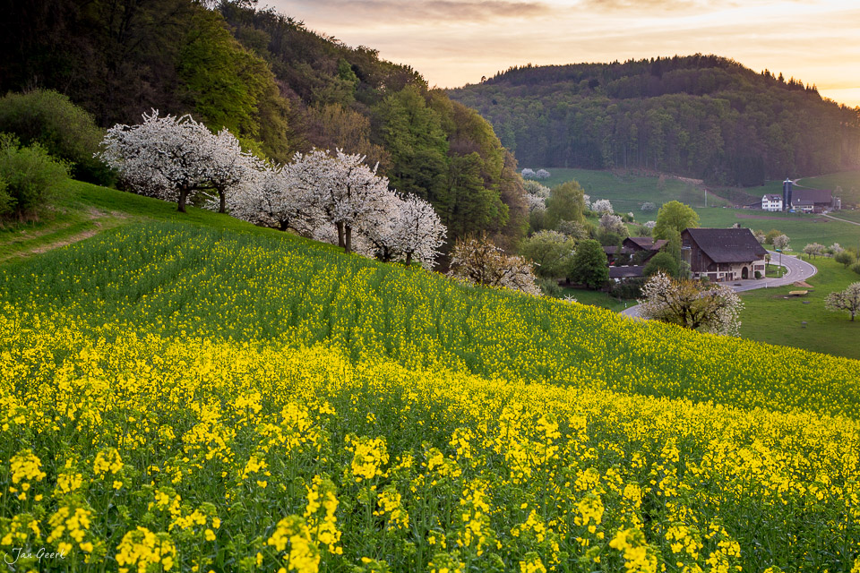 Kirschblüten und Rapsfeld in Möhlin während des Frühlings im Baselbiet Schweiz – Jan Geerk Fotograf Basel