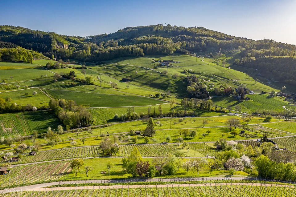 Luftaufnahme Rebberg Muttenz mit grünen Weinfeldern im Frühling, Nordwestschweiz – Jan Geerk Fotograf Basel