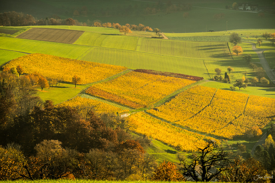 Herbstliche Landschaft mit gelben Getreidefeldern bei Nuglar, Baselland, Schweiz – Jan Geerk Fotograf Basel