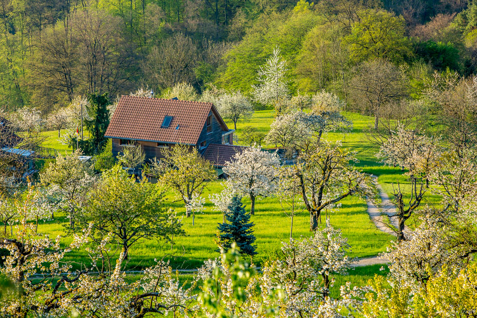 Blühende Kirschbäume um altes Bauernhaus in Nuglar, Baselbiet, Frühjahr, Schweiz – Jan Geerk Fotograf Basel
