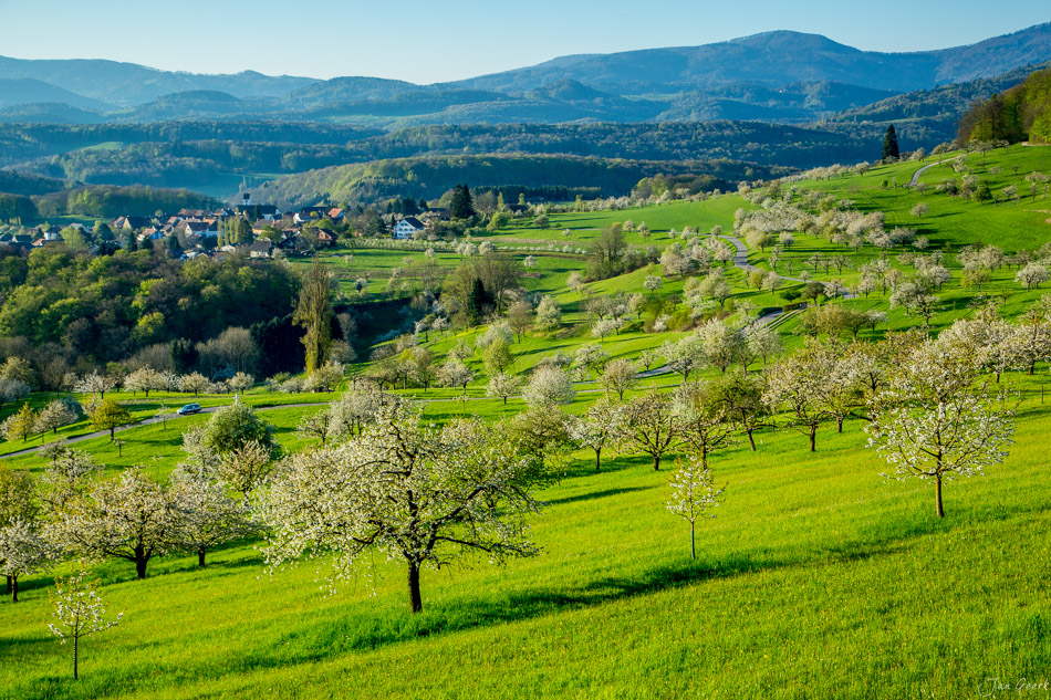 Kirschblüte in Nuglar mit grünen Wiesen, blühenden Obstbäumen und Bergpanorama, Frühling im Baselbiet Schweiz – Jan Geerk Fotograf Basel