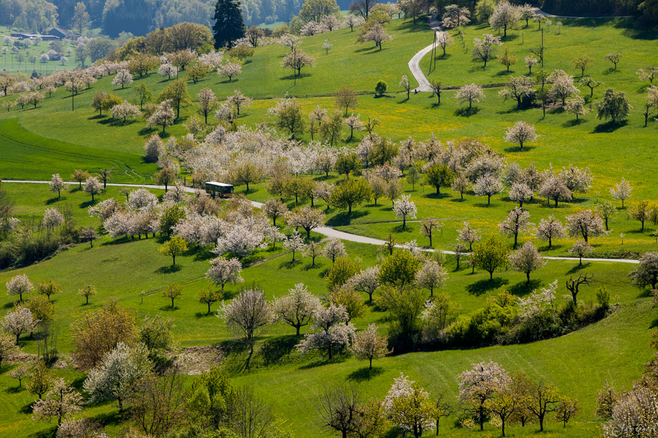 Blütenfeld im Jura Frühling mit blühenden Obstbäumen grüne Wiesen Schweiz Jan Geerk Fotograf Basel