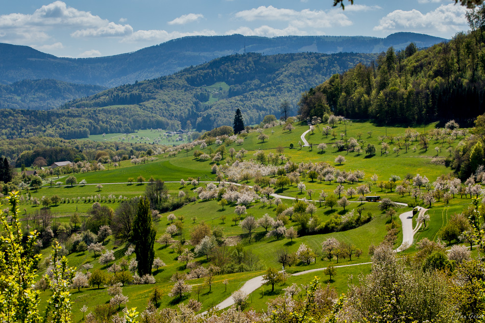 Blütenreich Frühling Jura Berglandschaft mit Obstbäumen und grünen Wiesen Schweiz – Jan Geerk Fotograf Basel