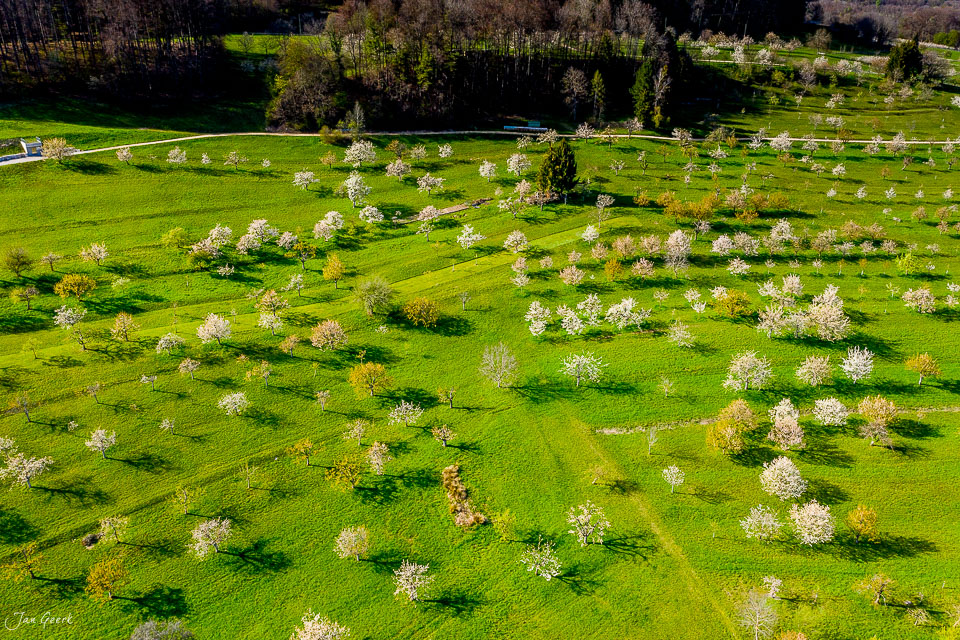 Luftaufnahme Kirschblüte Nuglar-St. Pantaleon Frühjahr Nordwestschweiz Schweiz – Jan Geerk Fotograf Basel