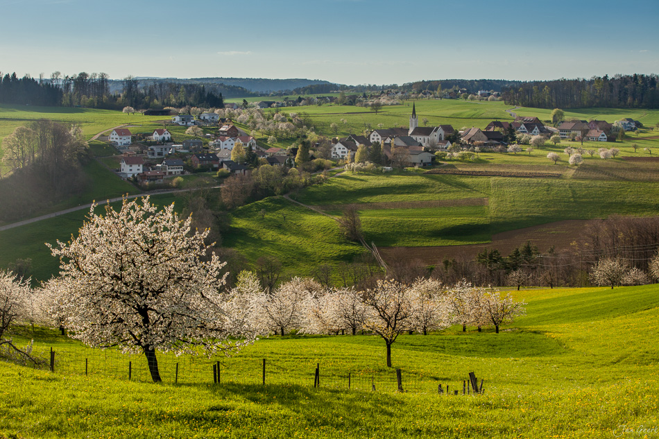 Kirschblüte in Oltingen mit grünen Wiesen, Dorf und Kirche im Frühling, Baselland Schweiz – Jan Geerk Fotograf Basel