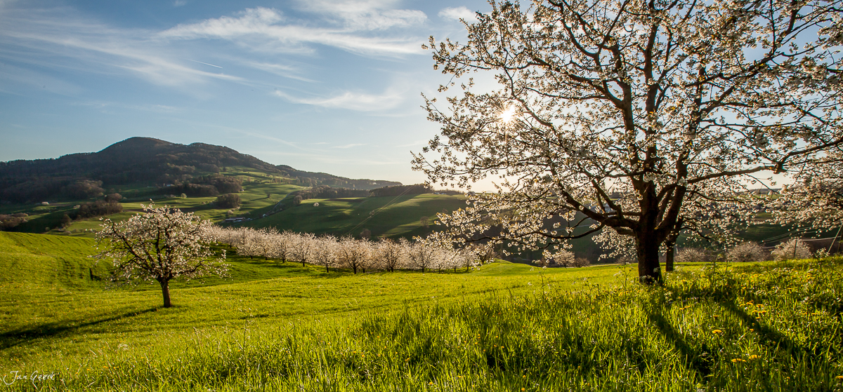 Blühende Kirschbäume in Oltingen Frühling grüne Wiesen Baselbiet Schweiz Jan Geerk Fotograf Basel