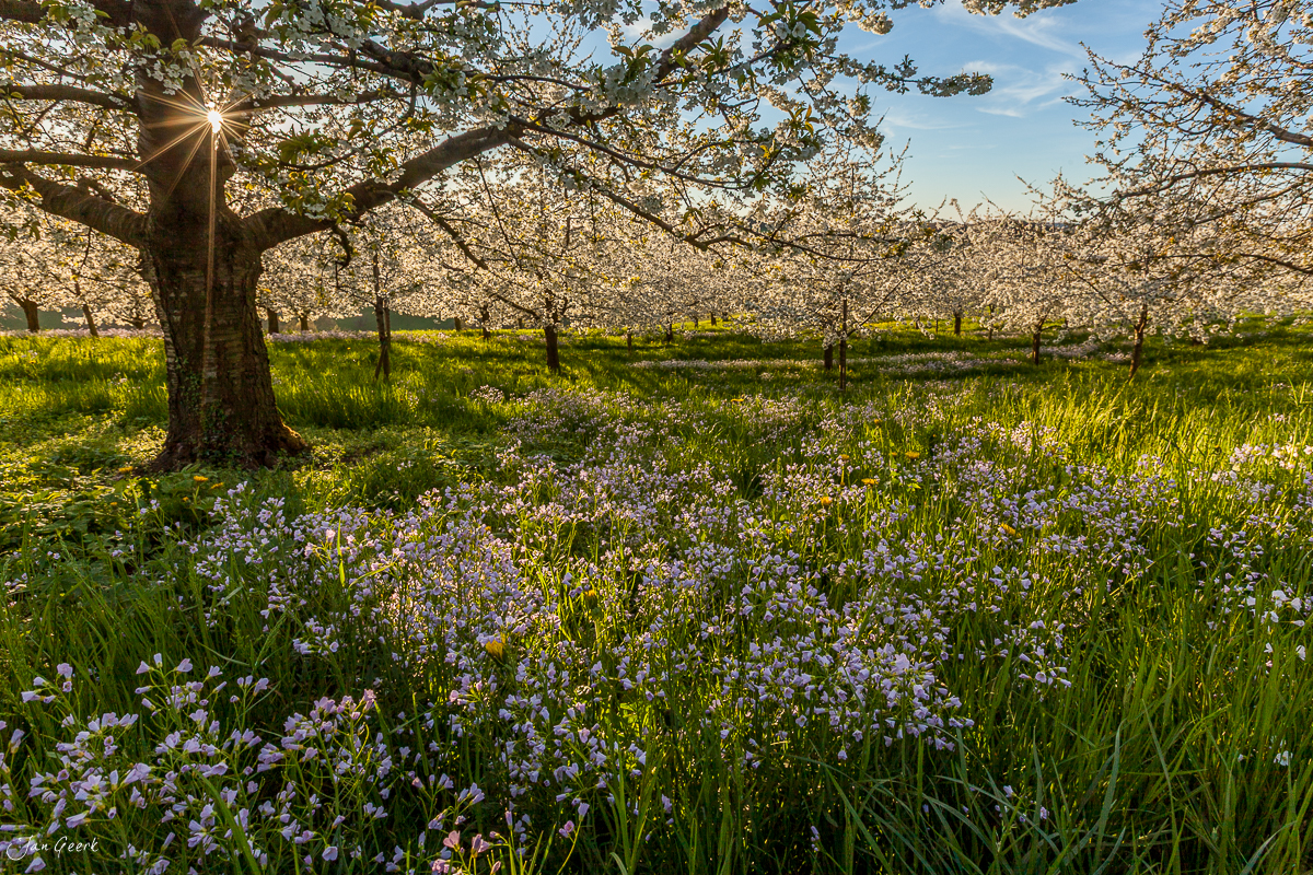 Blühende Kirschbäume auf Wiese in Oltingen, Frühjahrsblüte Baselbiet Schweiz Jan Geerk Fotograf Basel