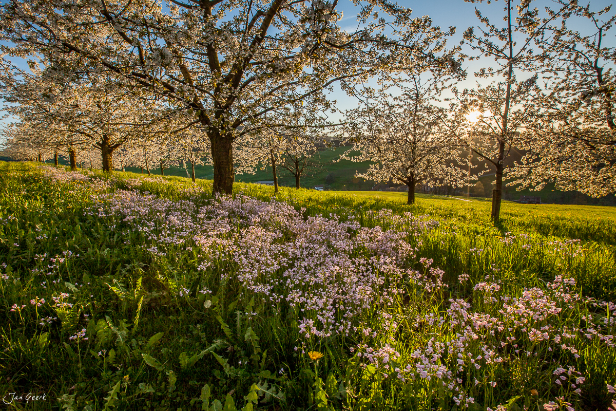 Kirschblüte in Oltingen mit blühenden Bäumen, grünen Wiesen und rosa Blüten im Frühling, Baselland Schweiz – Jan Geerk Fotograf Basel