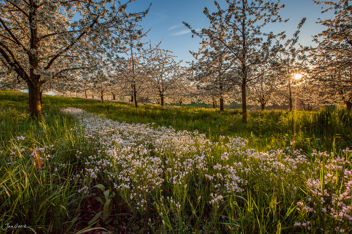 Blühende Kirschbäume mit weissen Blüten in Oltingen während des Frühlings in der Nordwestschweiz – Jan Geerk Fotograf Basel