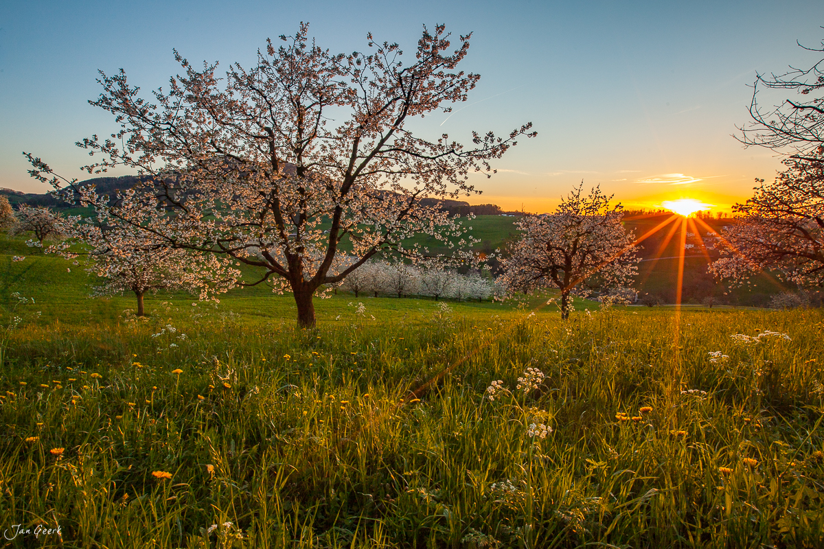 Kirschblüte in Oltingen im Frühling bei Sonnenaufgang Baselland Schweiz – Jan Geerk Fotograf Basel