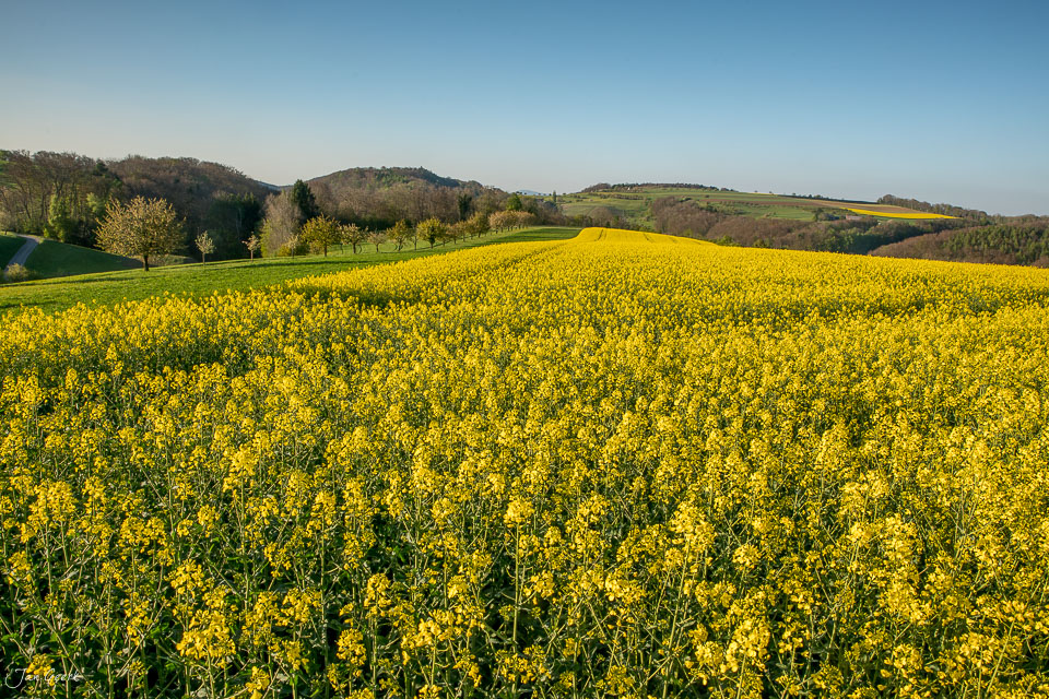 Rapsfeld in Oltingen während Frühling mit blühendem Rapsfeld in gelbem Licht Baselland Schweiz – Jan Geerk Fotograf Basel