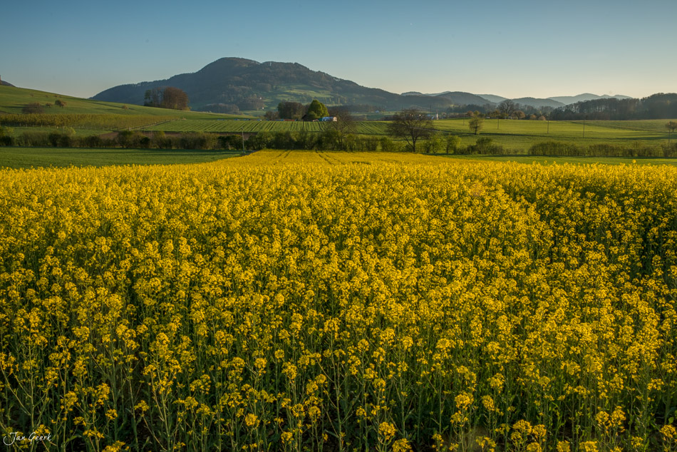 Rapsfeld in Oltingen mit Blick auf bewaldete Hügel im Frühling Baselland Schweiz Jan Geerk Fotograf Basel