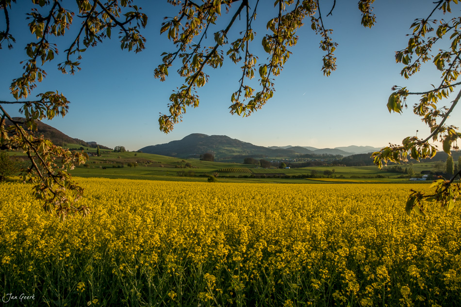 Rapsfeld in voller Blüte bei Oltingen im Frühling, Baselland Schweiz – Jan Geerk Fotograf Basel