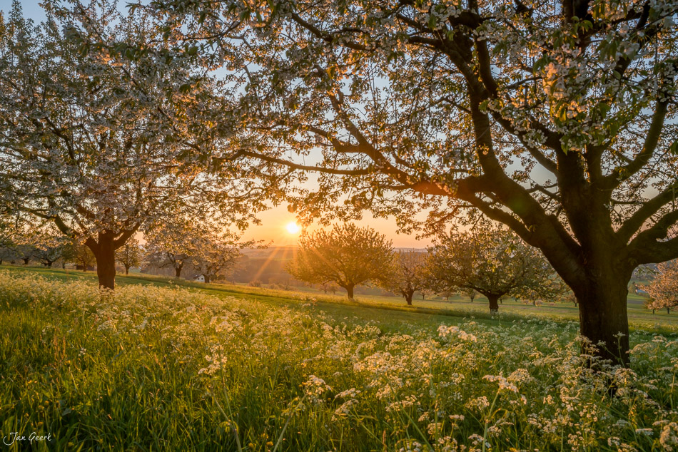 Obstbaumwiese in Oltingen beim Sonnenuntergang im Frühling, Baselland Schweiz – Jan Geerk Fotograf Basel