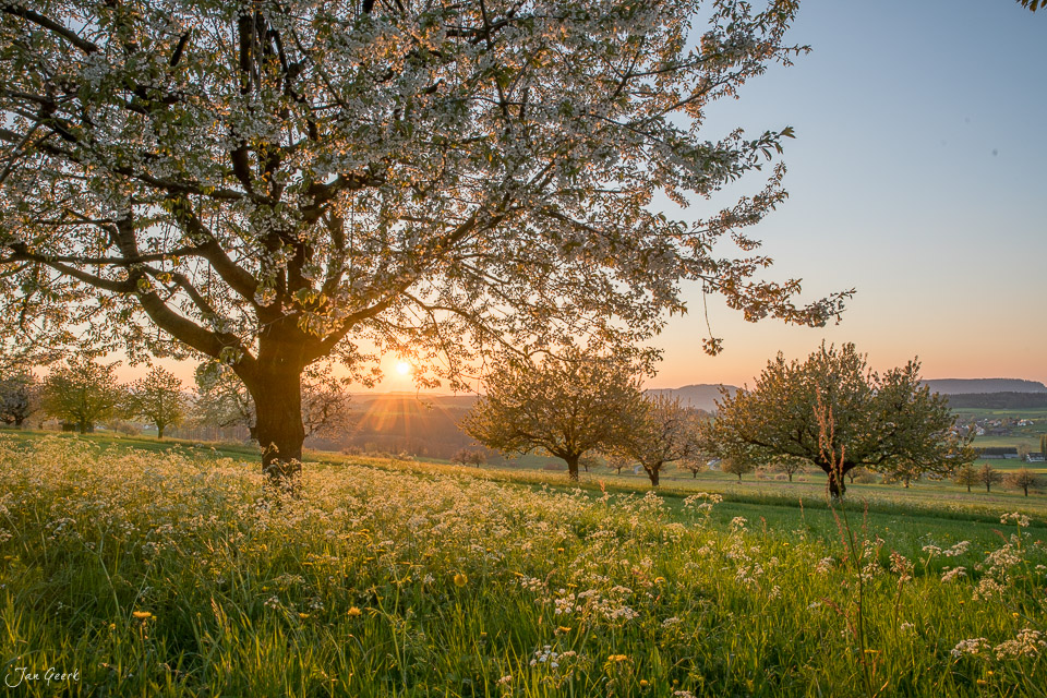 Alter Baum mit Blüten in Oltingen während Sonnenuntergang im Frühling, Baselland Schweiz – Jan Geerk Fotograf Basel
