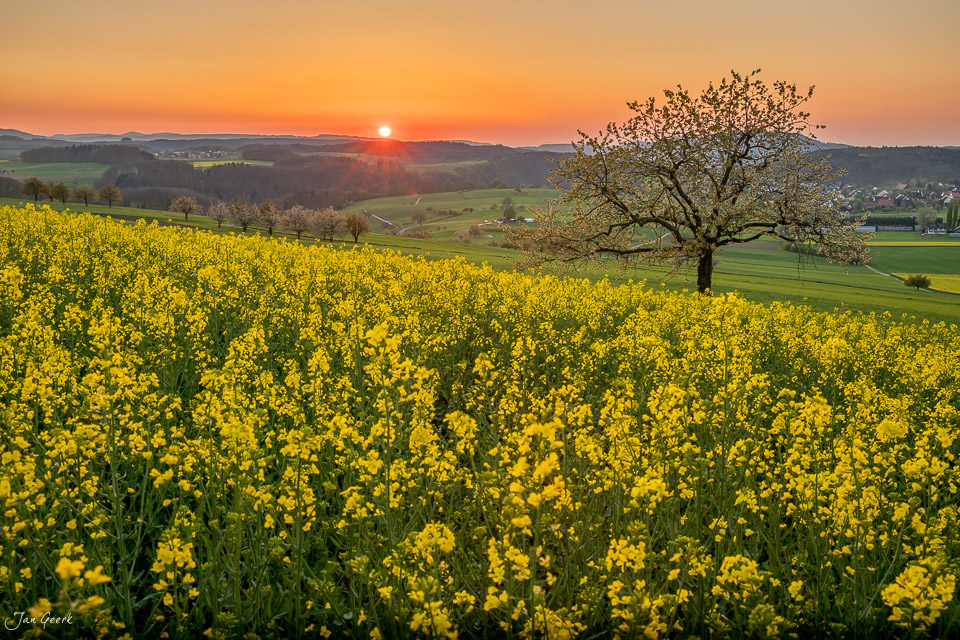 Rapsfeld mit Sonnenuntergang über Oltingen im Frühling, Baselland Schweiz – Jan Geerk Fotograf Basel