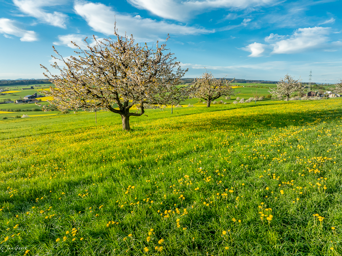 Kirschblüte Oltingen Frühling Baselbiet Schweiz – Jan Geerk Fotograf Basel