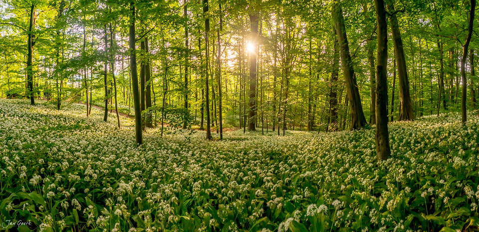 Blühender Bärlauch im Wald bei Muttenz, Frühlingslicht durch Baumkronen, Nordwestschweiz – Jan Geerk Fotograf Basel