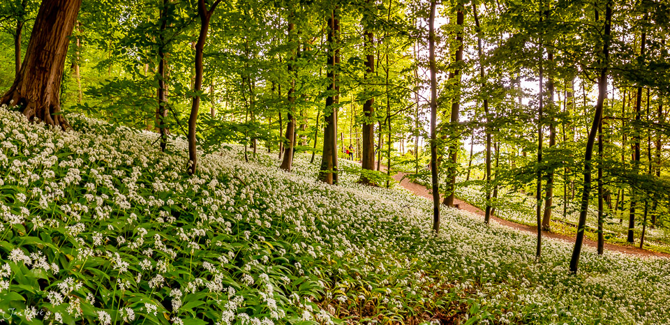 Blühender Bärlauch im Frühjahrswald Rütihard, Kantlicht durchflutet die Waldlichtung, Nordwestschweiz – Jan Geerk Fotograf Basel
