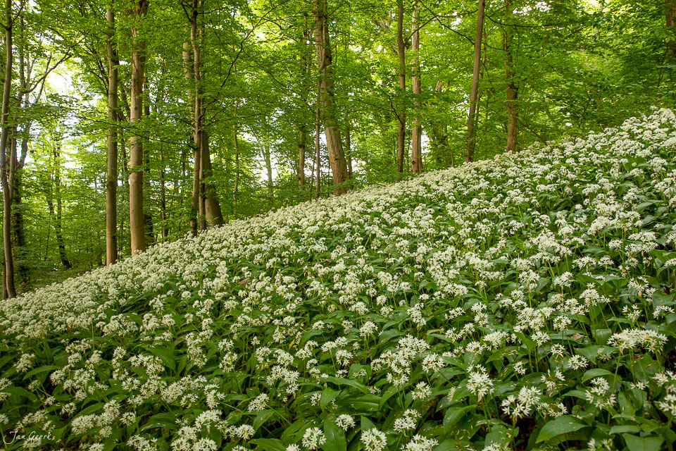 Blütendes Bärlauch Waldfeld im Frühling bei Muttenz mit Kantlicht Schweiz Jan Geerk Fotograf Basel