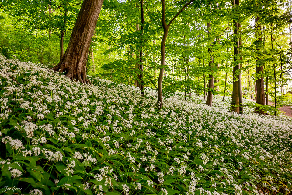 Blühendes Bärlauch Blütenfeld im Wald bei Muttenz während des Frühlings in der Schweiz – Jan Geerk Fotograf Basel