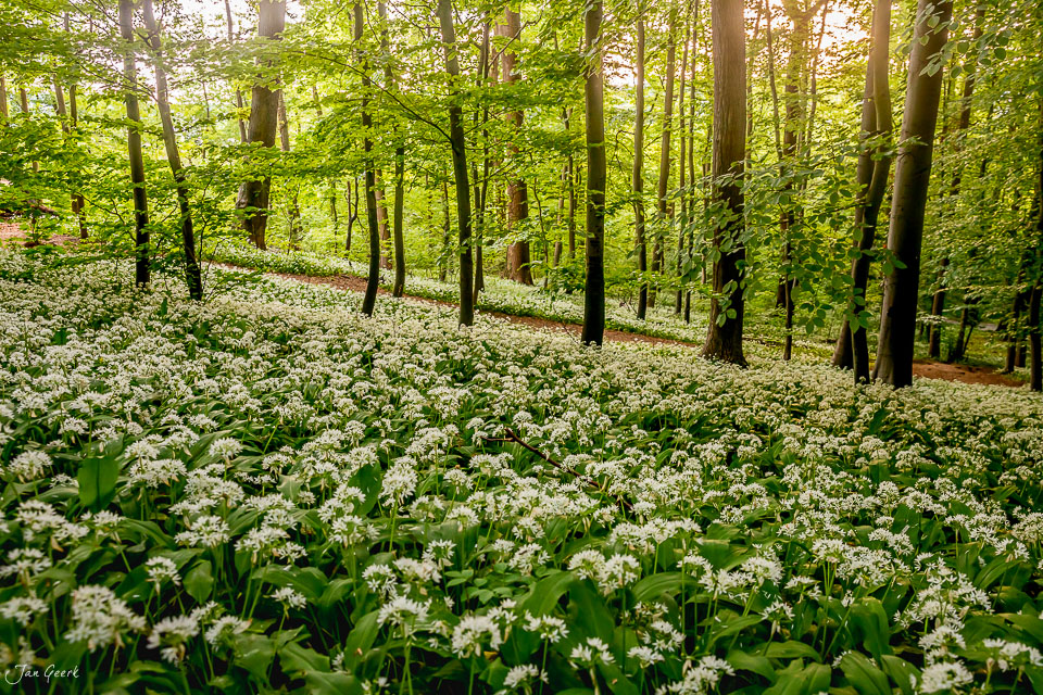 Bärlauchblüte im Wald von Muttenz, Frühlingslicht, Nordwestschweiz – Jan Geerk Fotograf Basel