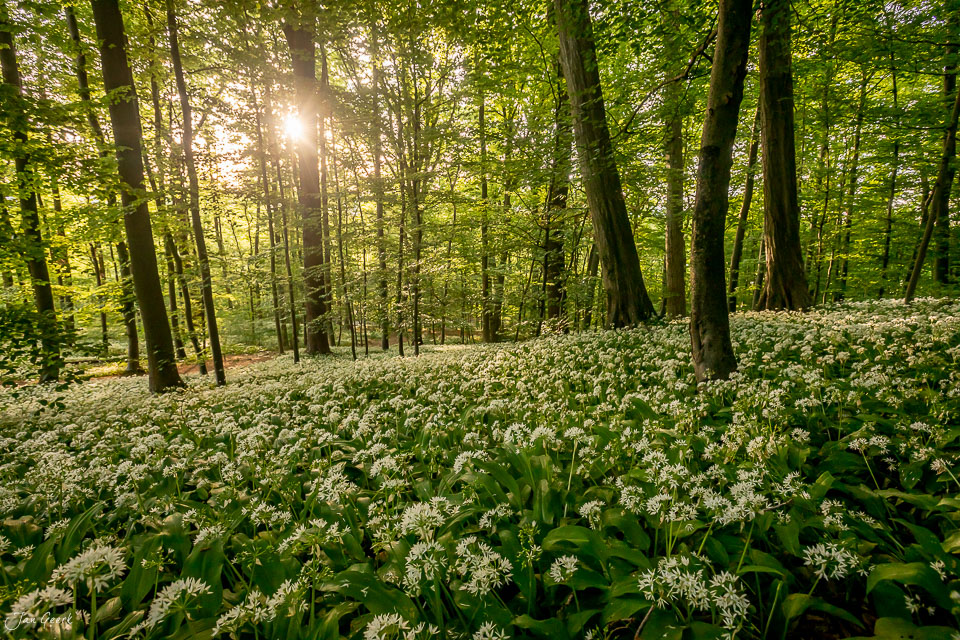 Bärlauchblüten im Wald bei Muttenz im Frühling mit Kantlicht, Nordwestschweiz – Jan Geerk Fotograf Basel