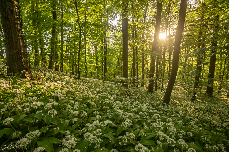 Blühender Bärlauch im Wald bei Muttenz im Frühling mit Kantlicht Schweiz Jan Geerk Fotograf Basel