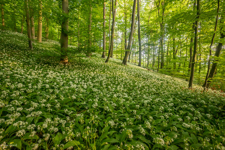 Üppig blühender Bärlauch im Wald von Muttenz im Frühling, durchflutet von warmem Kantlicht, Nordwestschweiz – Jan Geerk Fotograf Basel
