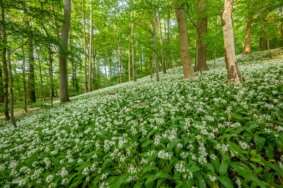 Bärlauchblüten im Wald von Muttenz im Frühling, Kantlicht zwischen Buchen, Nordwestschweiz – Jan Geerk Fotograf Basel