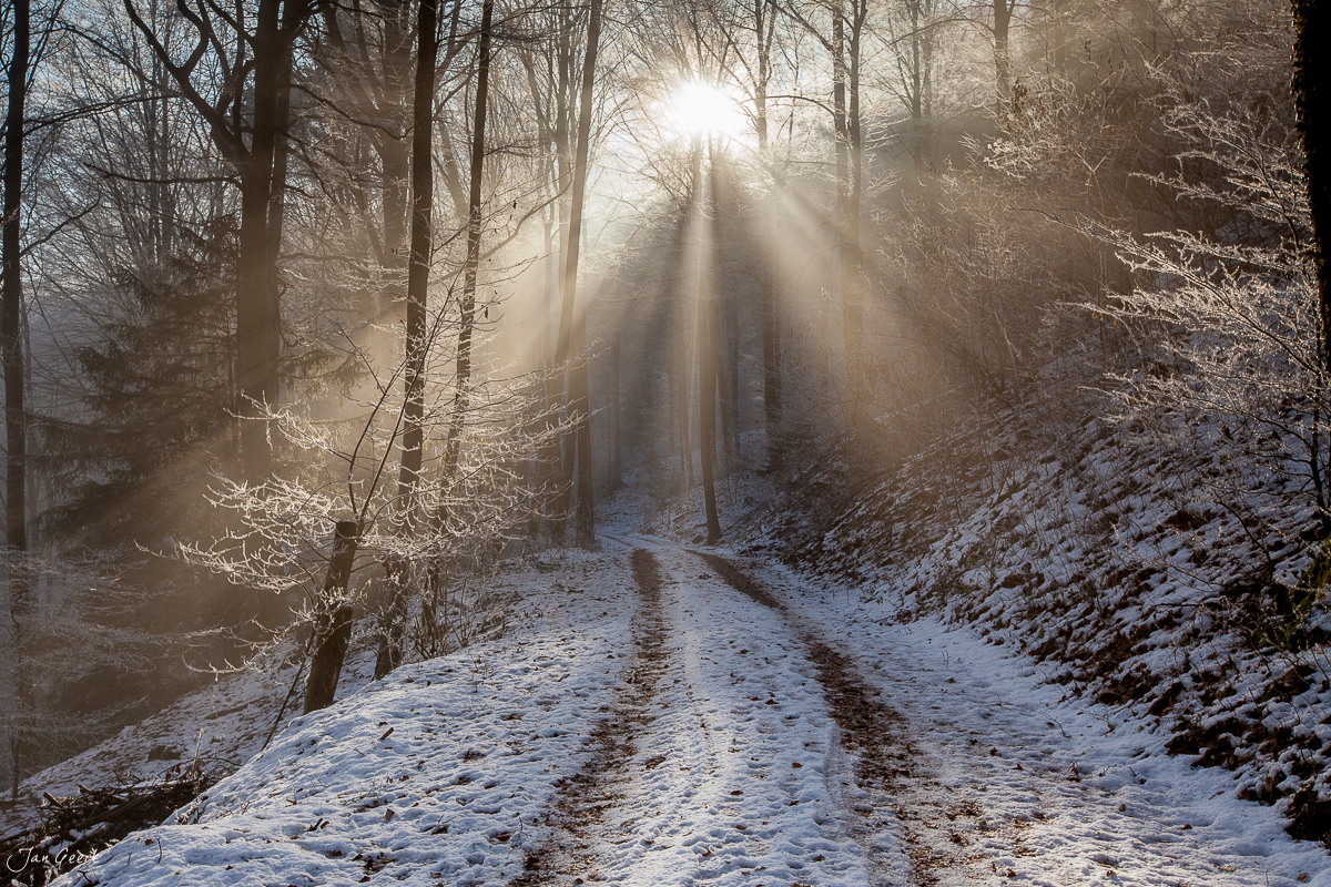 Winterliche Waldlandschaft mit Reif und Morgensonne, Nordwestschweiz – Jan Geerk Fotograf Basel