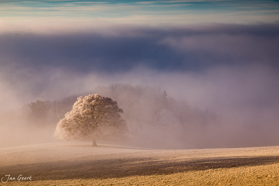 Einzelner Baum im Nebelmeer bei Roggenberg, Herbststimmung in der Solothurner Jura, Schweiz – Jan Geerk Fotograf Basel