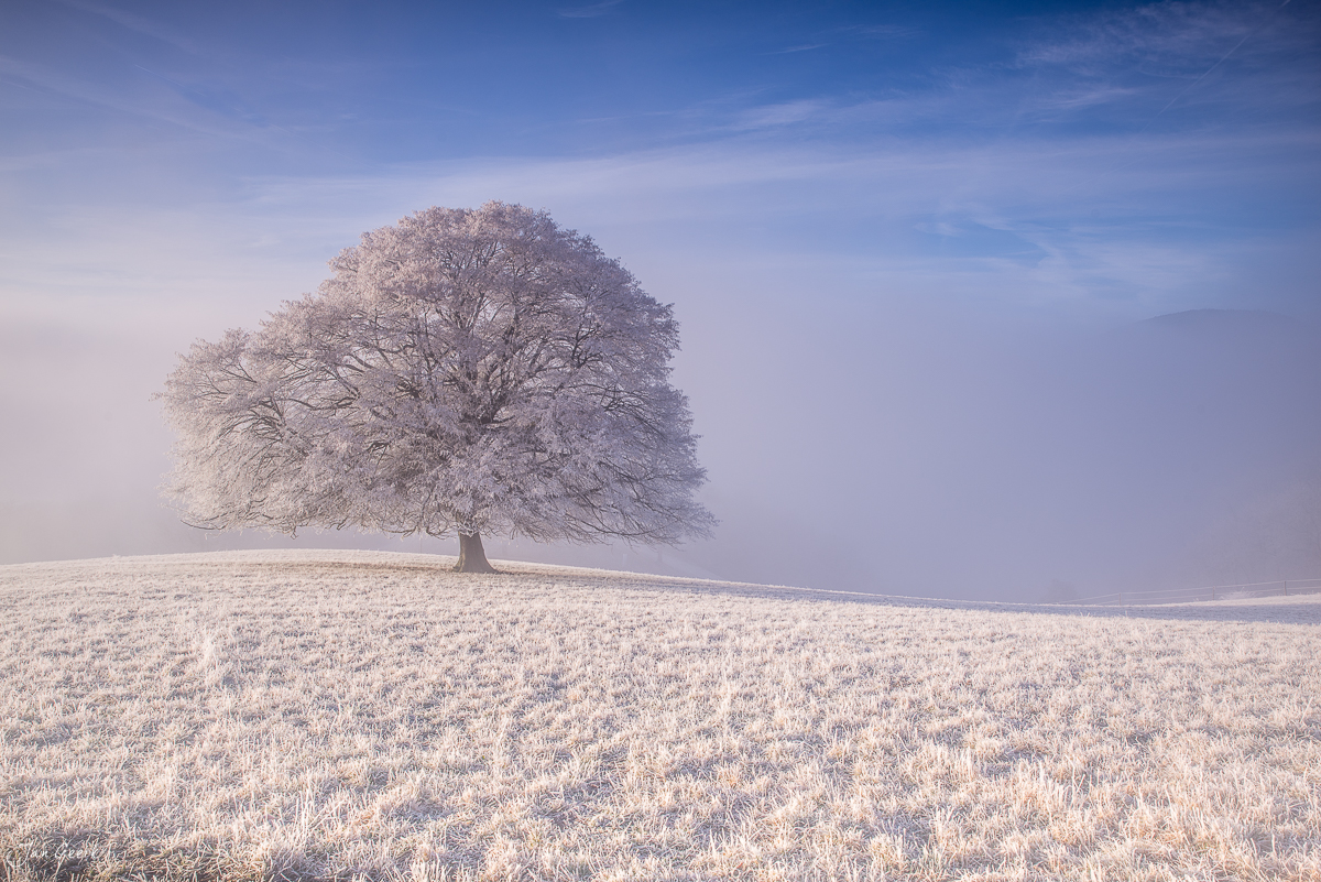Einzelner Baum im Schnee auf dem Roggenberg bei Oensingen, Winterlandschaft mit Nebel, Solothurn Schweiz – Jan Geerk Fotograf Basel