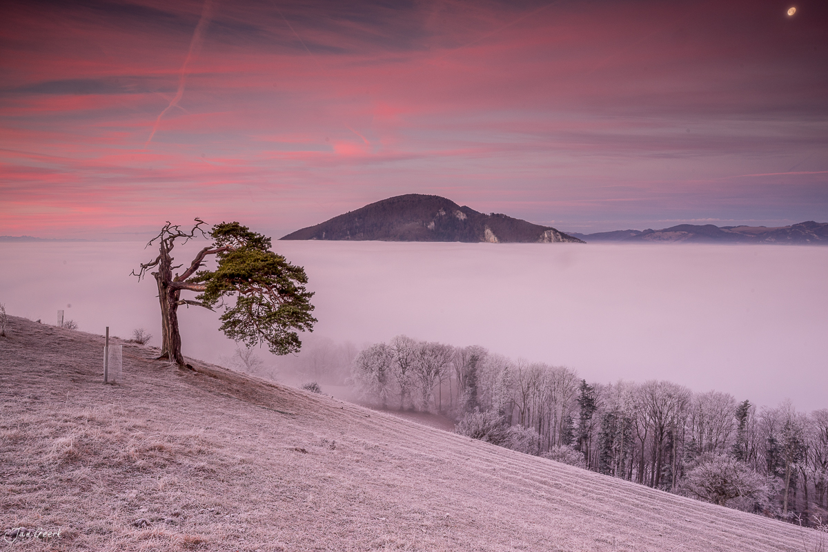 Knorriger Baum auf Roggenberg mit Nebelmeer und Berg dahinter, Herbststimmung Jura Schweiz – Jan Geerk Fotograf Basel