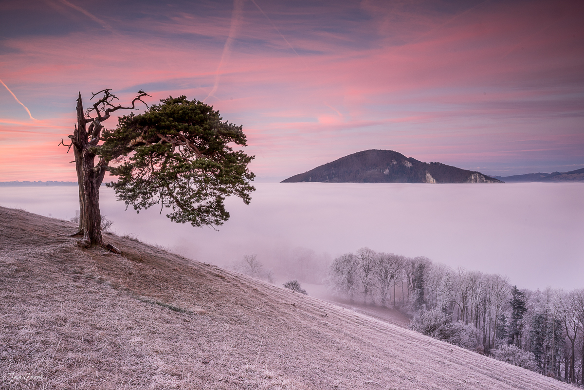Knorriger Baum auf Roggenberg mit Nebelmeer und Insel im Herbst, Jura Schweiz – Jan Geerk Fotograf Basel