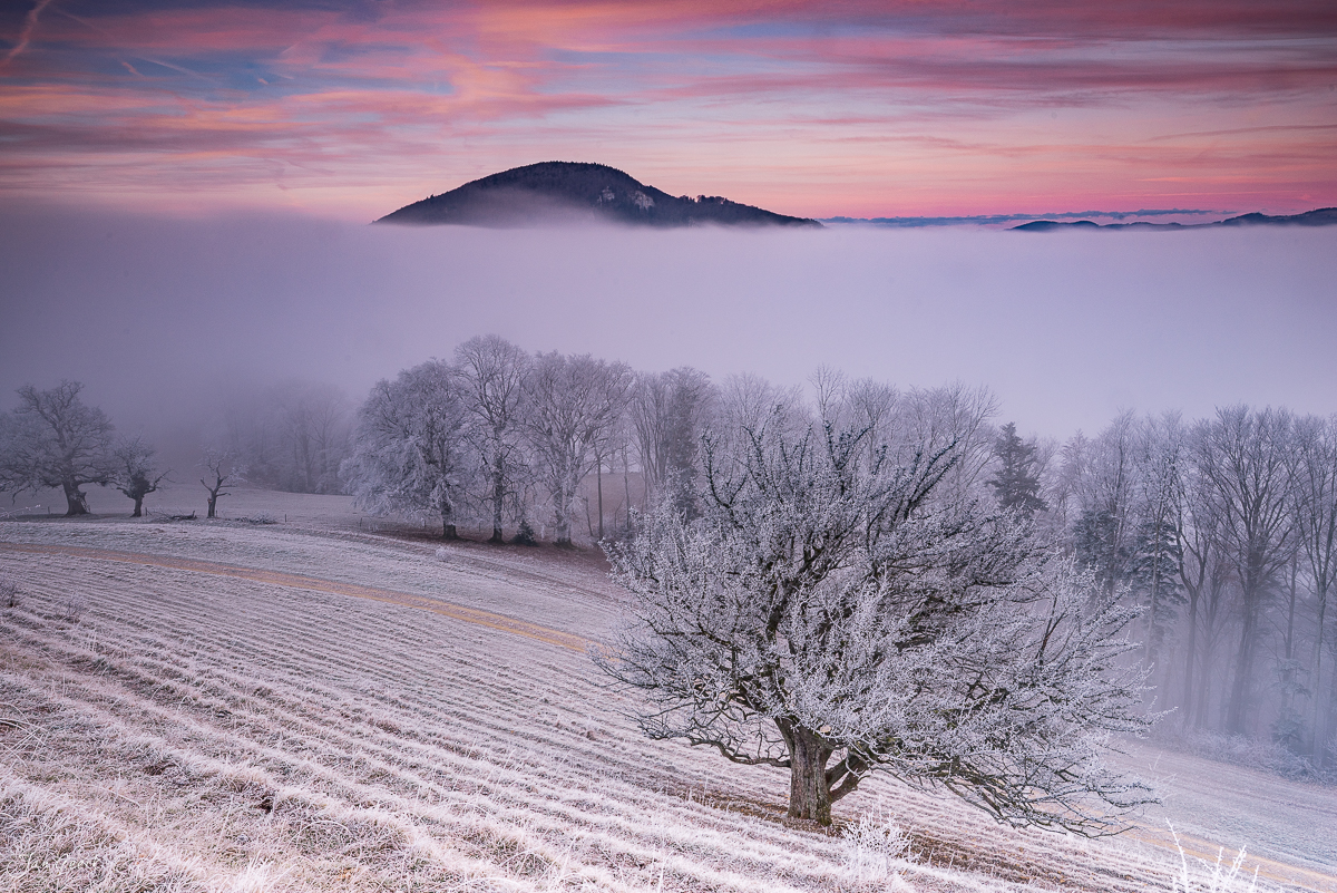 Morgennebel über Roggenanbau in Roggenberg mit schneebedeckten Bäumen, Jura-Silhouette und Nebelmeerlandschaft bei Sonnenaufgang – Jan Geerk Fotograf Basel