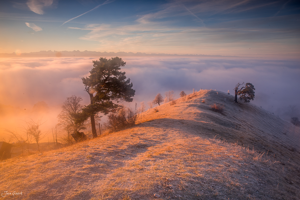 Morgennebel über der Landschaft Roggenberg mit einzelnen Bäumen und Alpensicht, Jura Schweiz – Jan Geerk Fotograf Basel