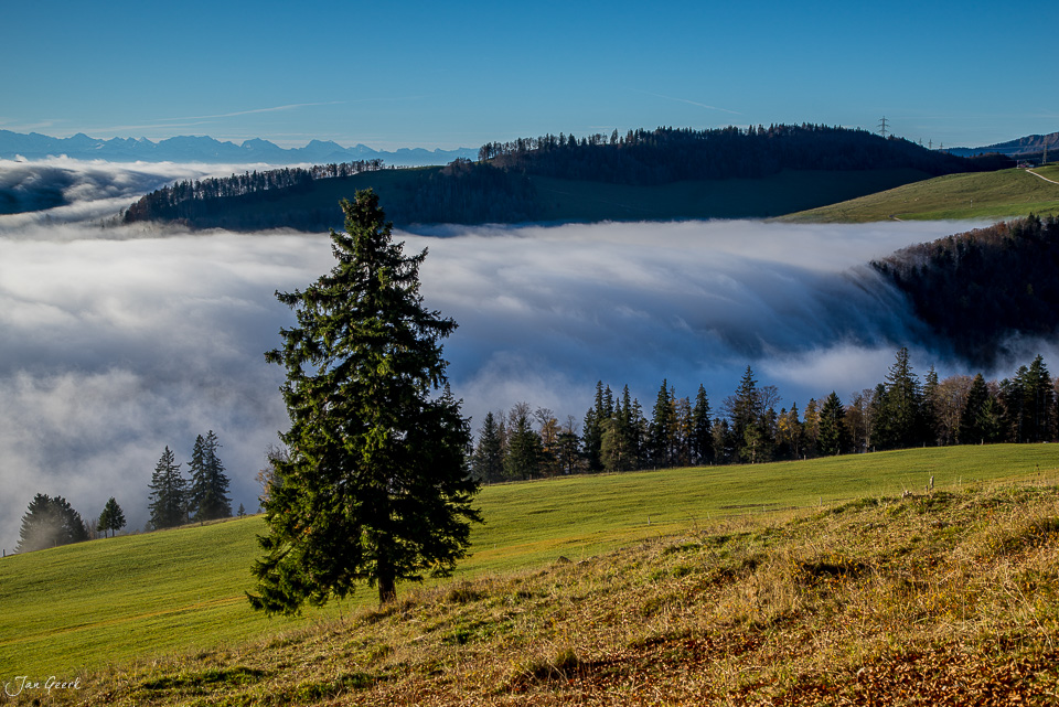 Einzelne Fichte über Nebelwellen am Scheltenpass im Herbst, Jura Schweiz – Jan Geerk Fotograf Basel