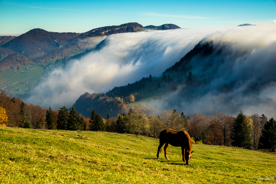 Pferd auf Bergweide am Scheltenpass mit Nebelwelle und Herbstwald, Jura Schweiz – Jan Geerk Fotograf Basel
