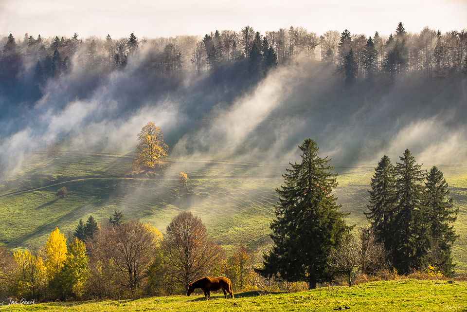 Weidendes Pferd am Scheltenpass mit dramatischen Nebelwellen über Herbstwald Jura Schweiz – Jan Geerk Fotograf Basel