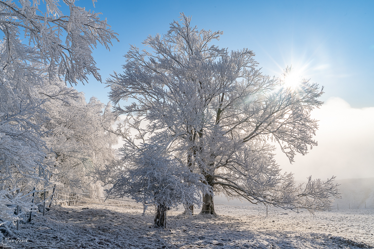 Raureif-bedeckte Bäume am Scheltenpass im Wintermorgen, Nebelmeer, Solothurn Schweiz – Jan Geerk Fotograf Basel