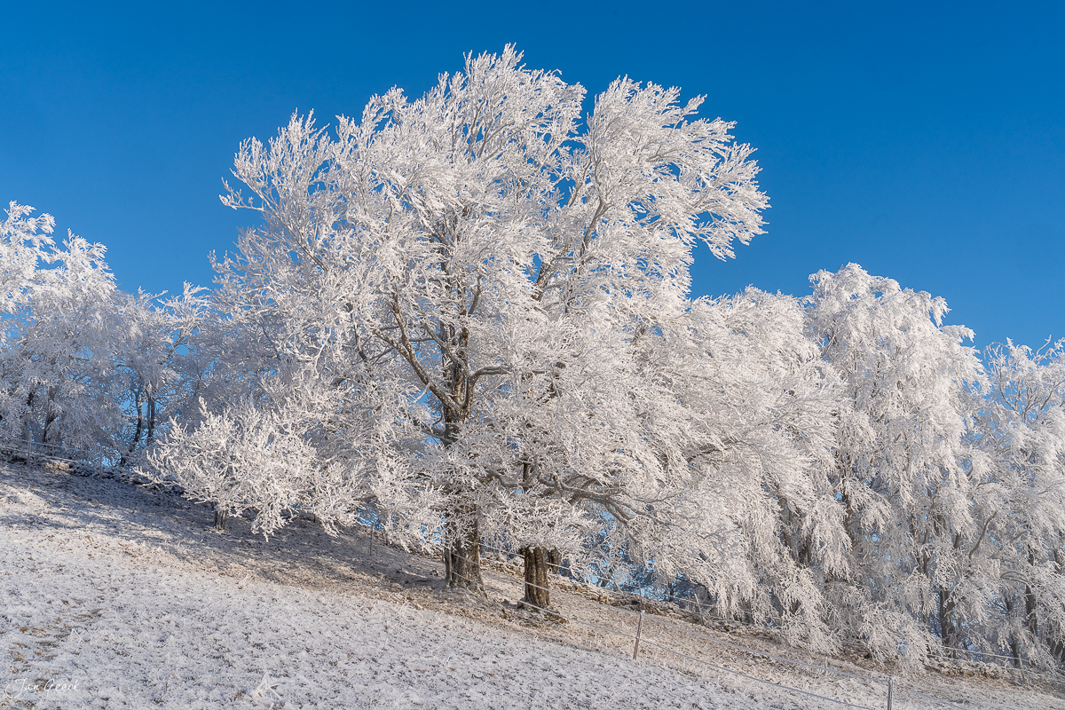 Raureif-bedeckte Bäume am Scheltenpass mit Winterlandschaft und blauem Himmel, Solothurn Schweiz – Jan Geerk Fotograf Basel