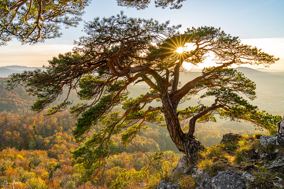 Knorriger Baum mit ausladenden Ästen im Herbstlicht auf dem Gempen, Baselbiet Schweiz – Jan Geerk Fotograf Basel