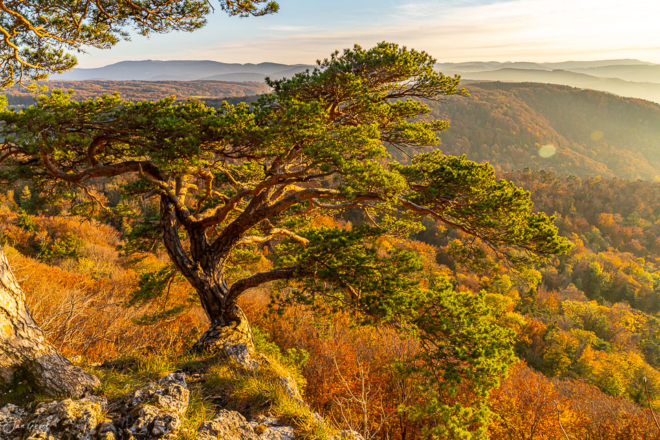 Alte Kiefer auf Felsvorsprung über Herbstwald Gempen Solothurn Schweiz Jan Geerk Fotograf Basel
