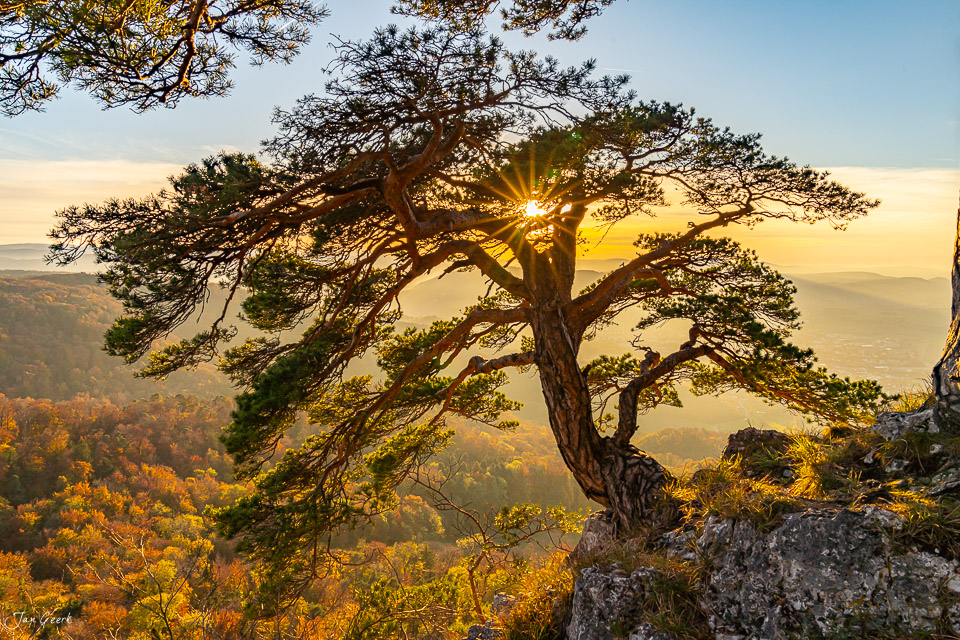 Alte Kiefer auf Felsen mit Herbstwald und Sonnenaufgang auf Gempen, Solothurn, Schweiz – Jan Geerk Fotograf Basel